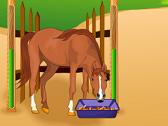 Horsecare Apprenticeship